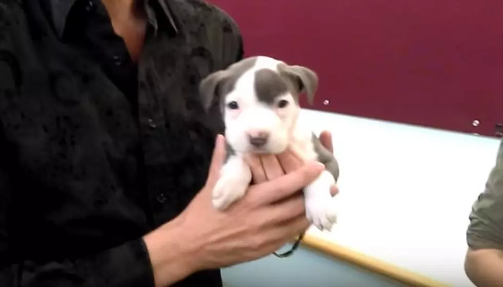 Adopt this Kalamazoo Puppy Named Shamu: Wet Nose Wednesday