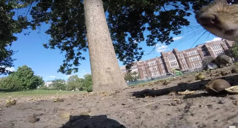 Squirrel Takes A Go Pro For A Treetop Adventure