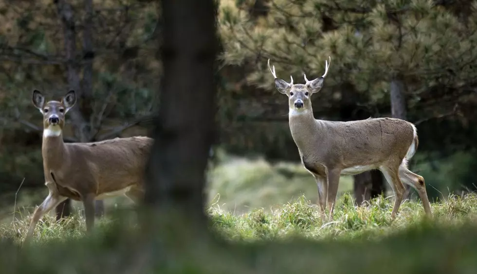 4 Things You Need To Know About Deer Hunting in Michigan and 2 Things You Probably Didn’t