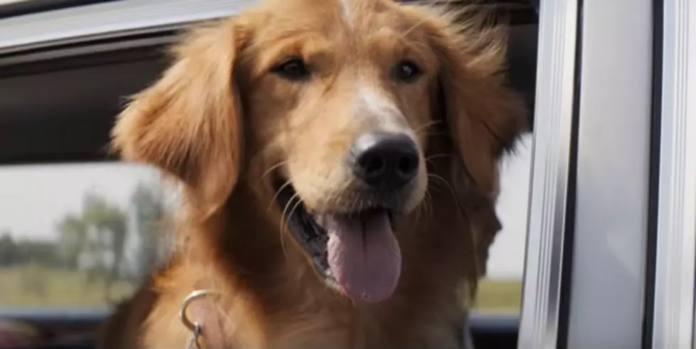 The Ones We Rescue, Rescue Us- See ‘A Dog’s Purpose’ for $5