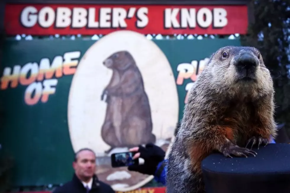Punxsutawney Phil Did Not See His Shadow – Get Ready for an Early Spring