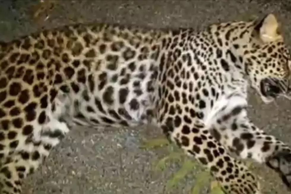 Indiana Man Kills Leopard Roaming His Property Just Outside of Louisville