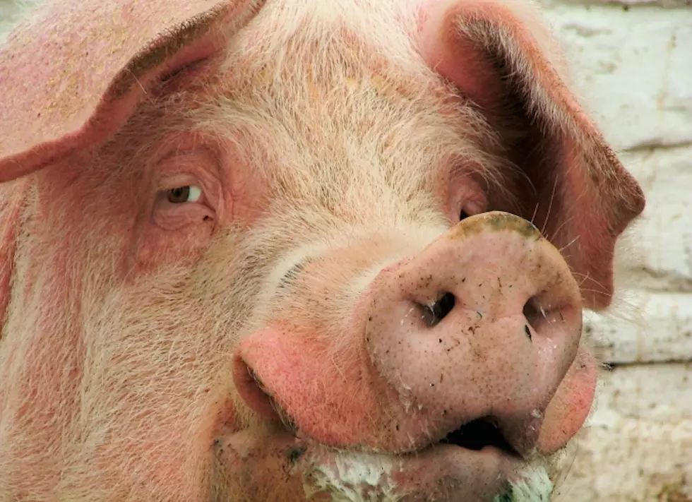 Flu-Like Hog Virus Is Threatening Indiana Farmers