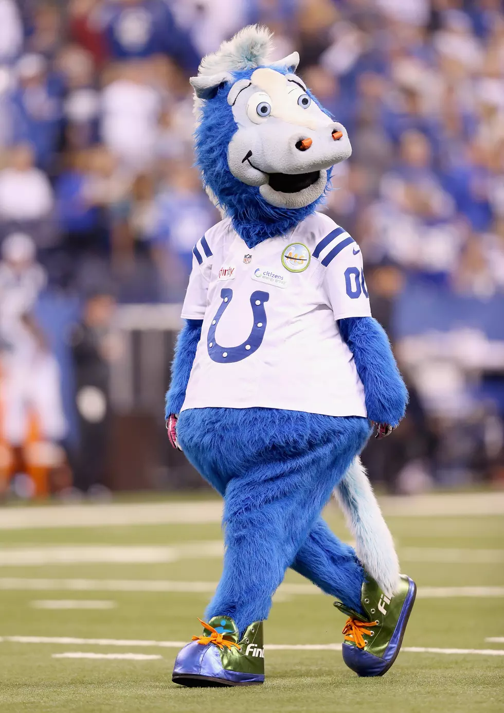 See Colt’s Mascot, Blue Devour News Anchor’s Head in Passionate Kiss
