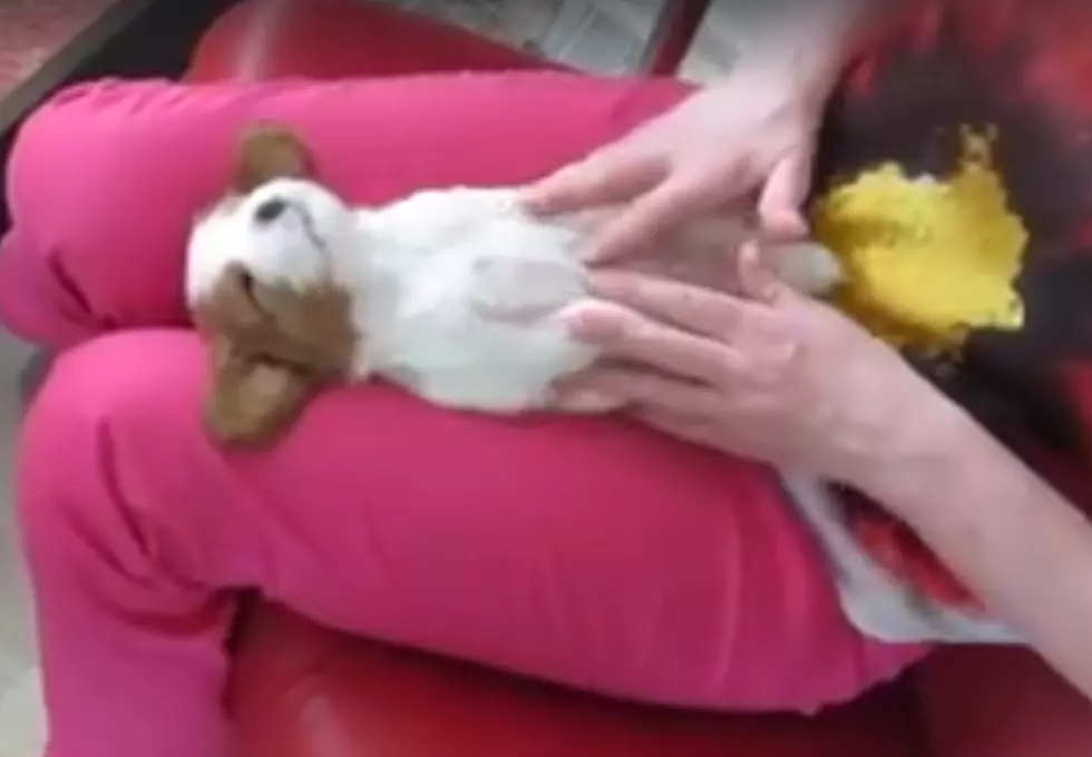 Watch This Puppy Get a Massage and Feel Totally Relaxed