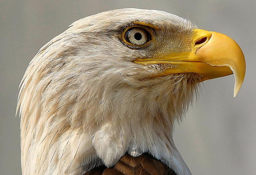 Kentucky State Parks Event – Eagle Tours at Kentucky Dam Village