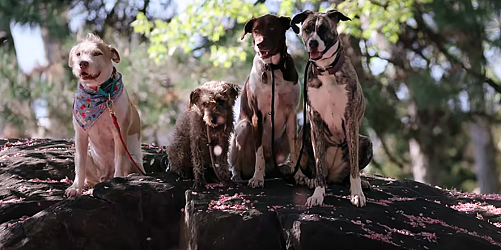 Netflix Seeking Fur Babies for Season 2 of “Dogs” [VIDEO]