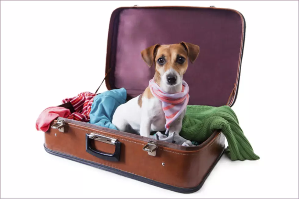 What to Do With Your Pets When You Go on Summer Vacation