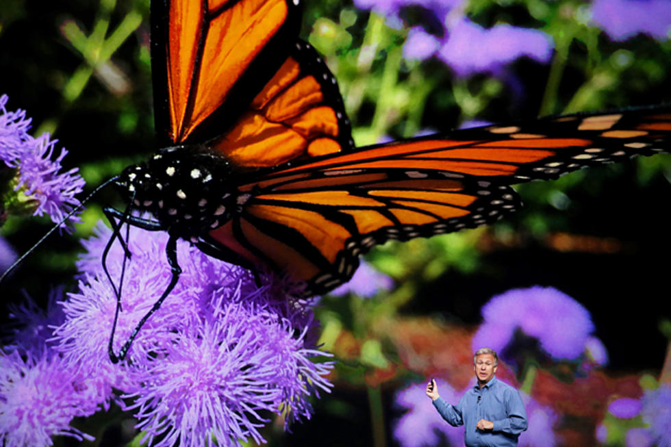 Butterflies For All to See in Guilderland Thanks to Middle Schoolers
