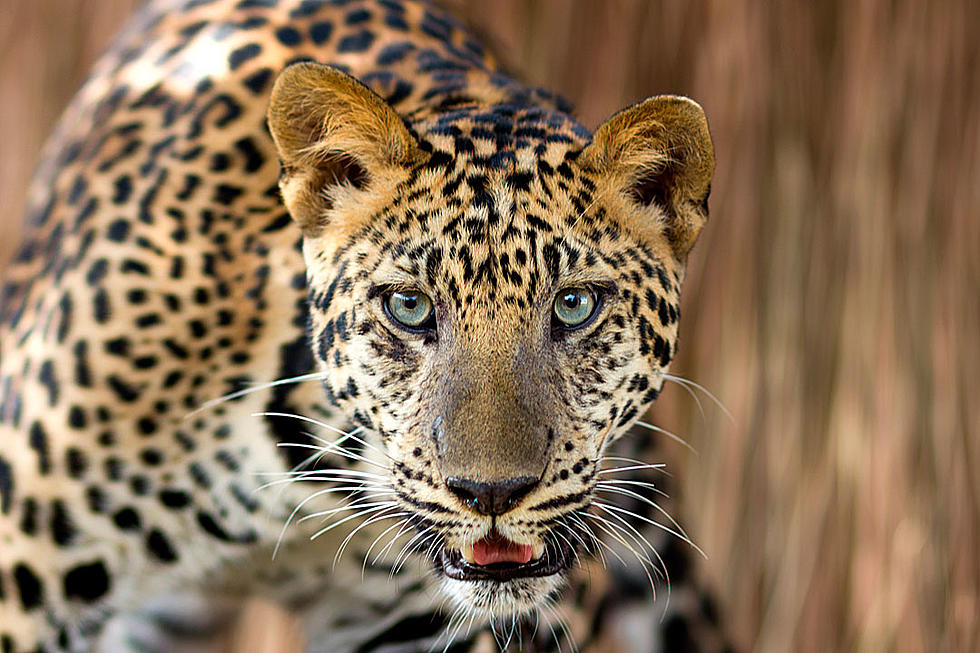 6 Injured When Frenzied Leopard Escapes Forest and Terrorizes School