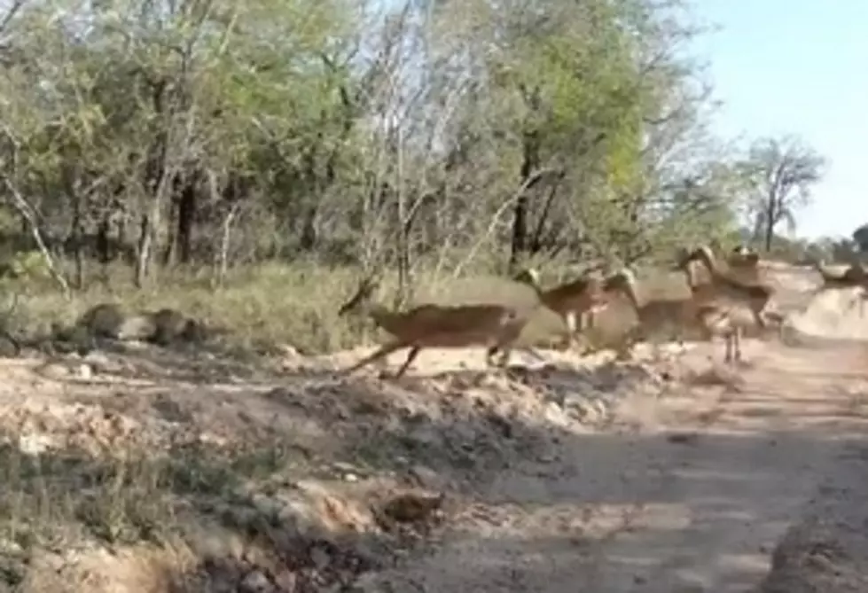 Startling Leopard/Impala Ambush Goes Viral [VIDEO]