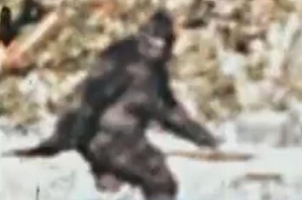 Has There Been Another Bigfoot Sighting? [VIDEO]