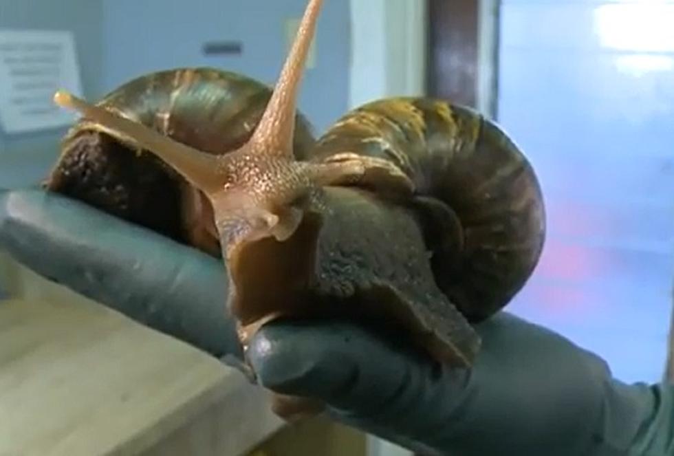 Who Knew There Were Poisonous Snails…That Are as Big as Your Hand? [VIDEO]
