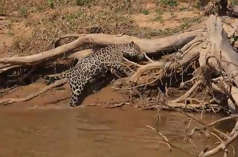 Jaguar Stalks and Attacks Alligator-Like Caiman in Stunning New Video
