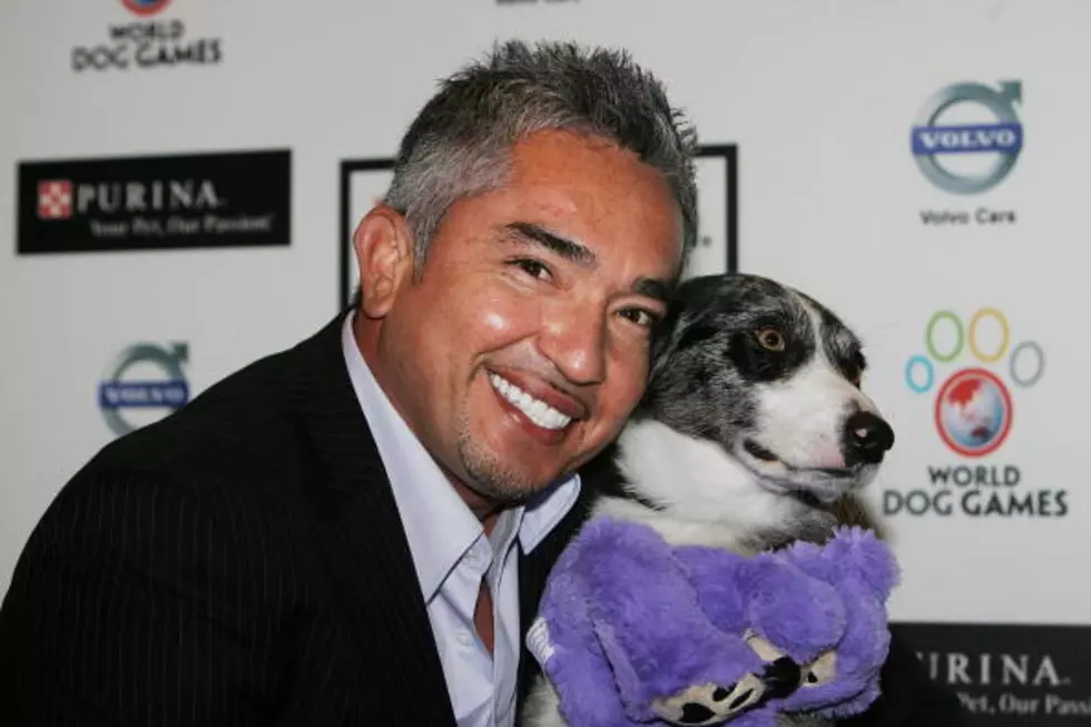 Cesar Millan Gives November 23rd Preview in WBKR Interview [AUDIO]