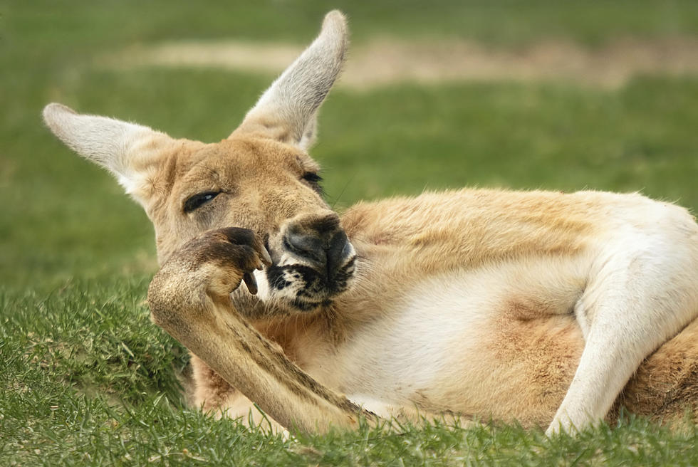 Breaking News: Pet Kangaroo on the Lam in Western Kentucky