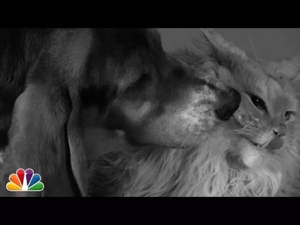 Jimmy Fallon Rounds Up Dogs and Cats for First Kiss Parody [Video]