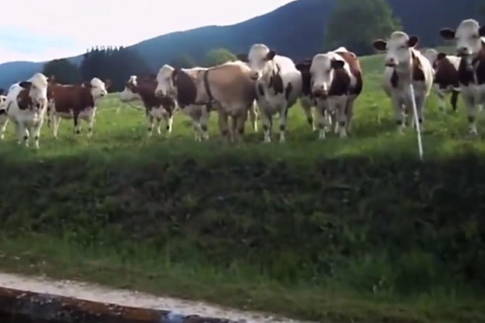 American Jazz Band Mesmerizes Herd of French Cows [VIDEO]