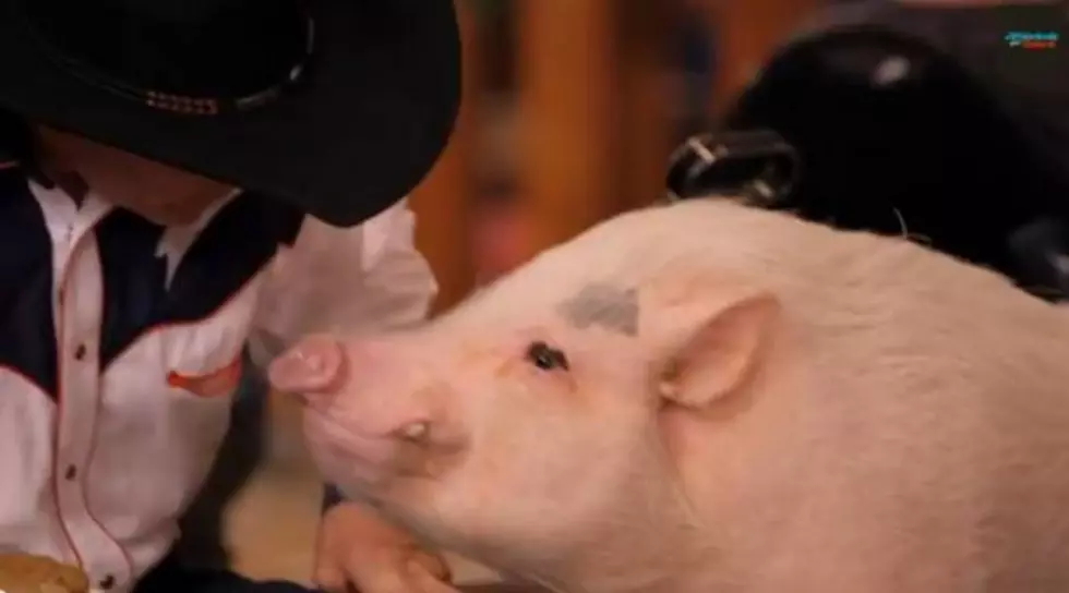 Meet Mudslinger: America’s Got Talent’s Amazing Pig [Video]