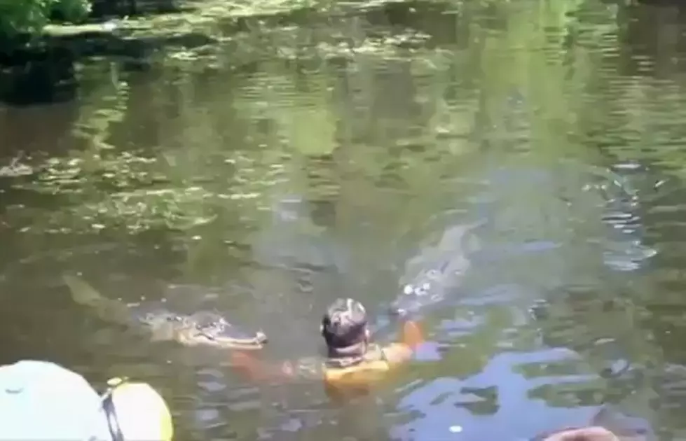 Swamp Boat Tour Guide Jumps in Water to Feed Alligators [VIDEO]