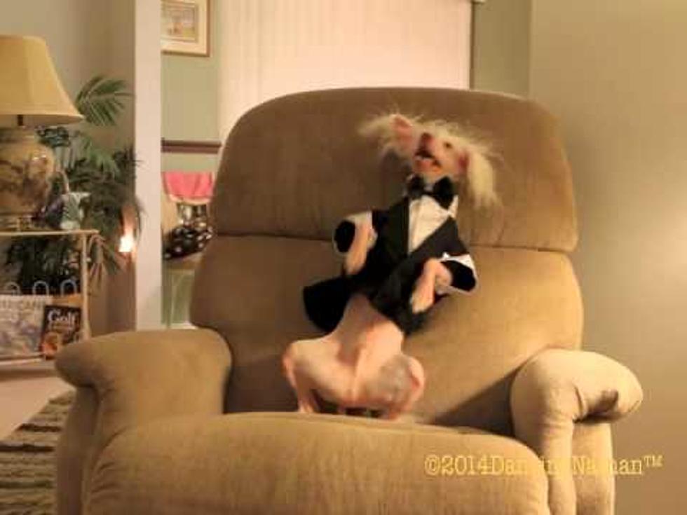 Nathan the Dog Dances to the Cupid Shuffle [Video]
