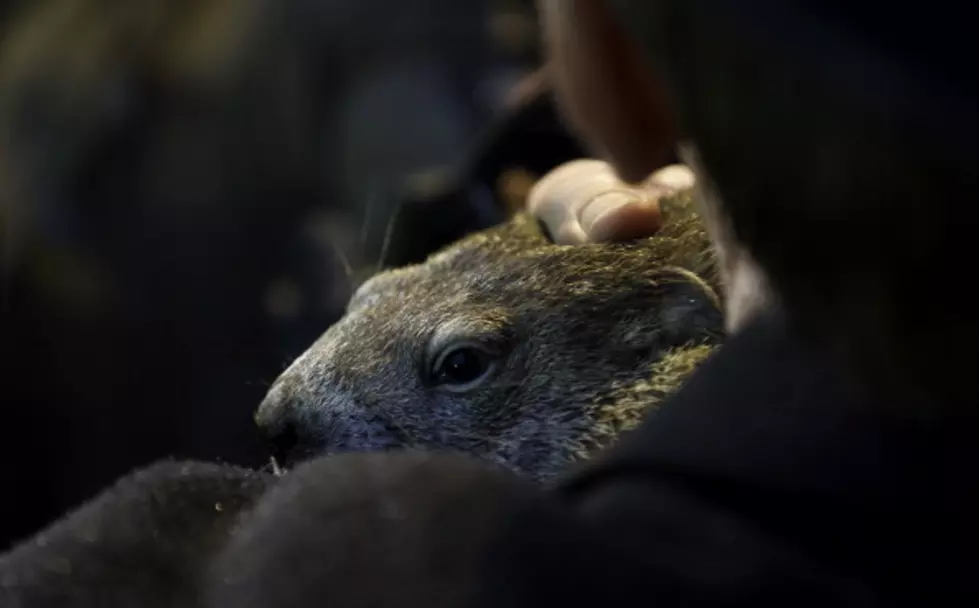 Punxsutawney Phil Sees His Shadow &#8211; And Then it Starts Snowing