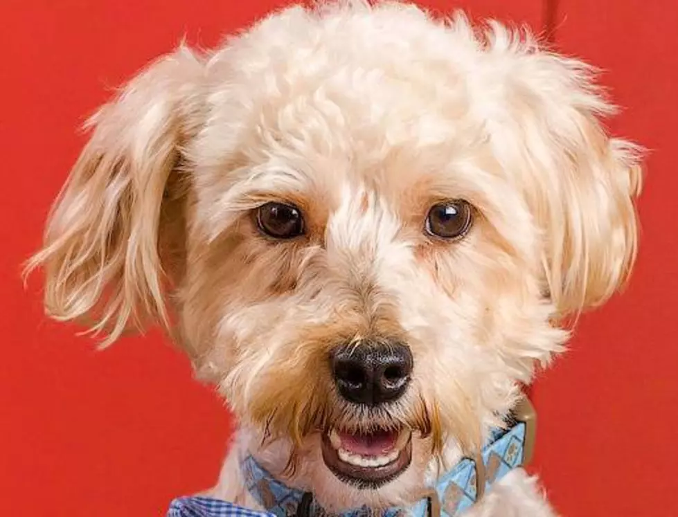 Meet Buddy: Our Sparky Pet of the Week [Photo]