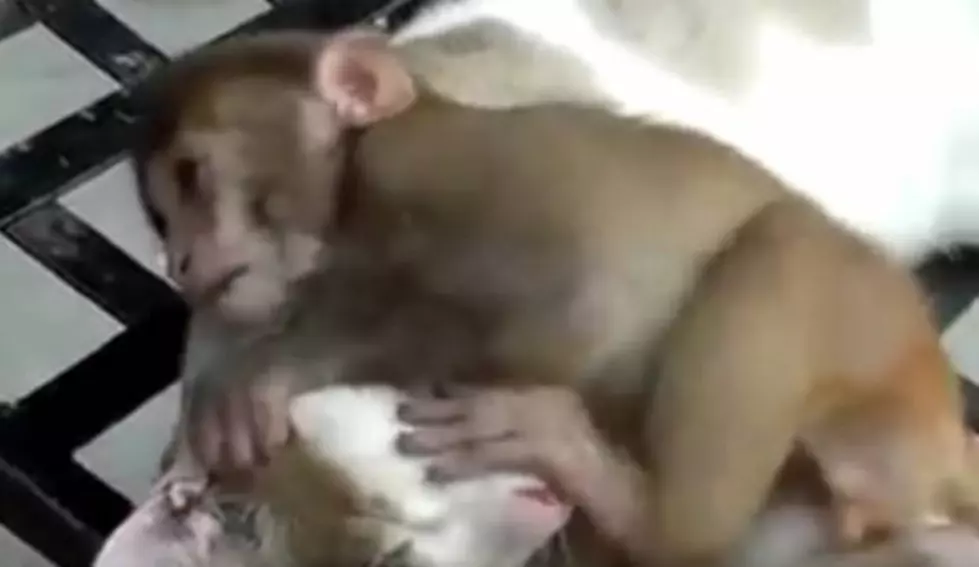 Cat Has a Monkey on Its Back [Video]