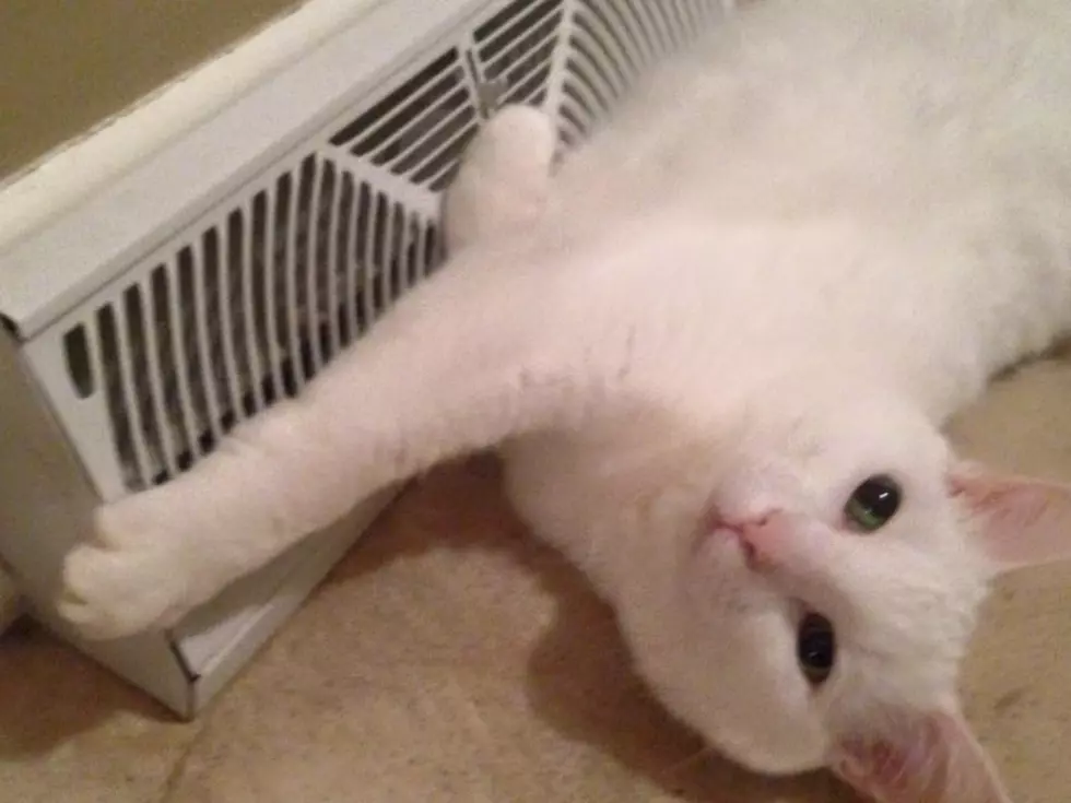 How Oprah the Cat Stays Warm [Photos]