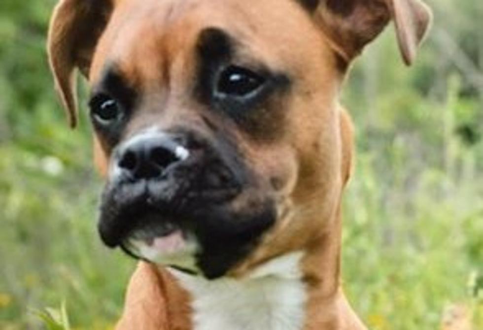 Owensboro Puppy Saves a Local Boy’s Life