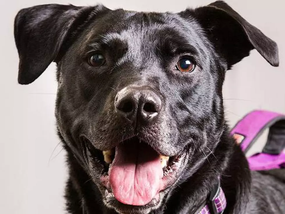 Meet Jake: Our SPARKY Pet of the Week [Photo]