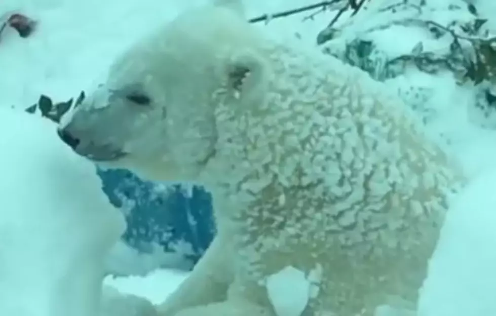 Proof That Animals Like Snow Days Too [VIDEO]