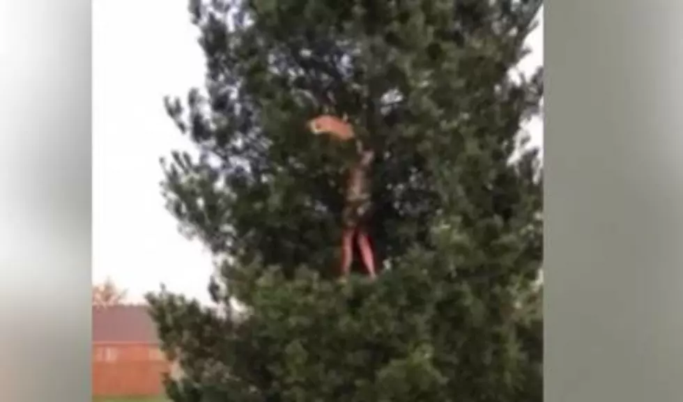 Local Owensboro Mom Climbs Tree To Rescue Family Cat [VIDEO]