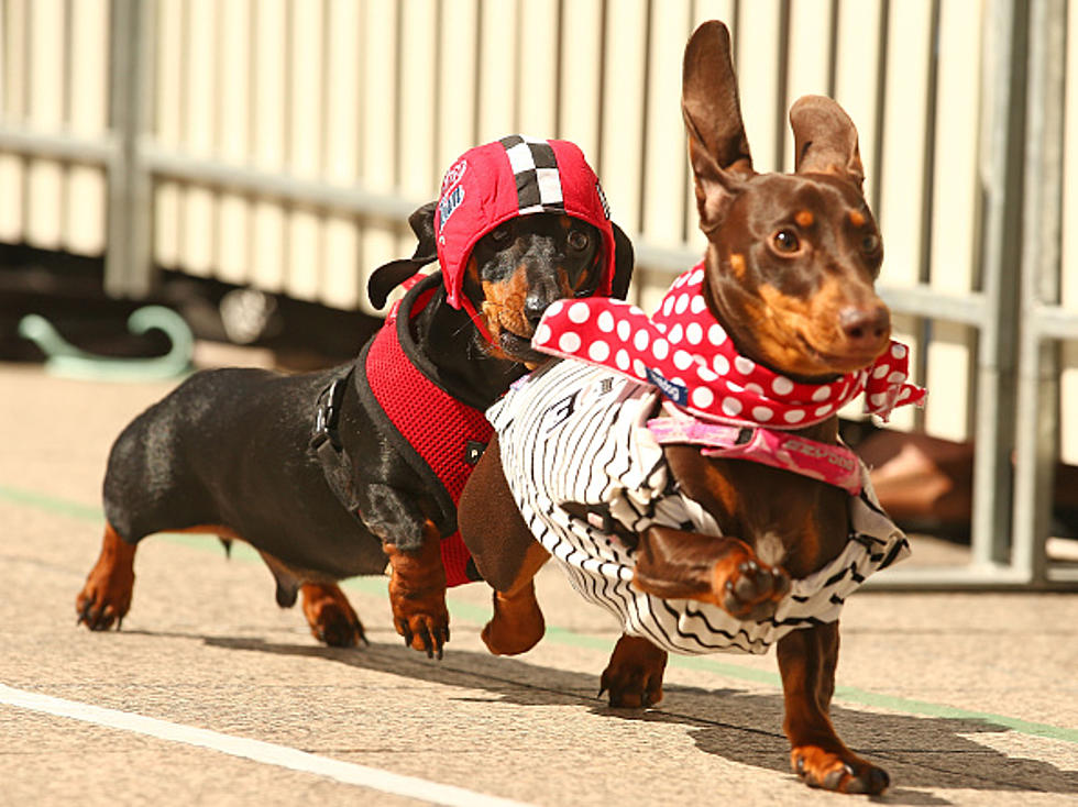 14th Annual Wiener Dog Races at Ellis Park Saturday!