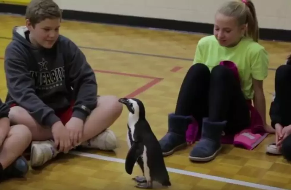 Owensboro Museum of Science and History Live Penguin Shows! [VIDEO]