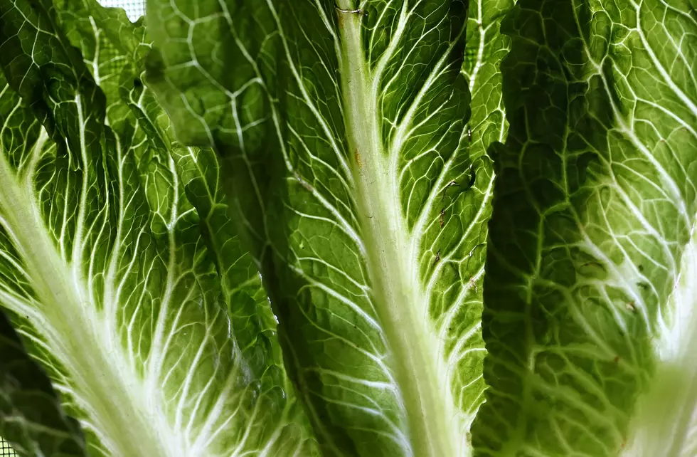 CDC GIVES ALL CLEAR ON ROMAINE LETTUCE