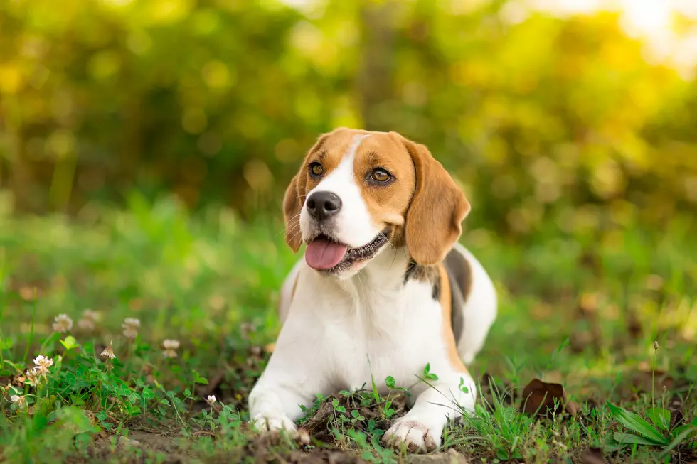 THE RAGS TO RICHES STORY OF A KENTUCKY BEAGLE