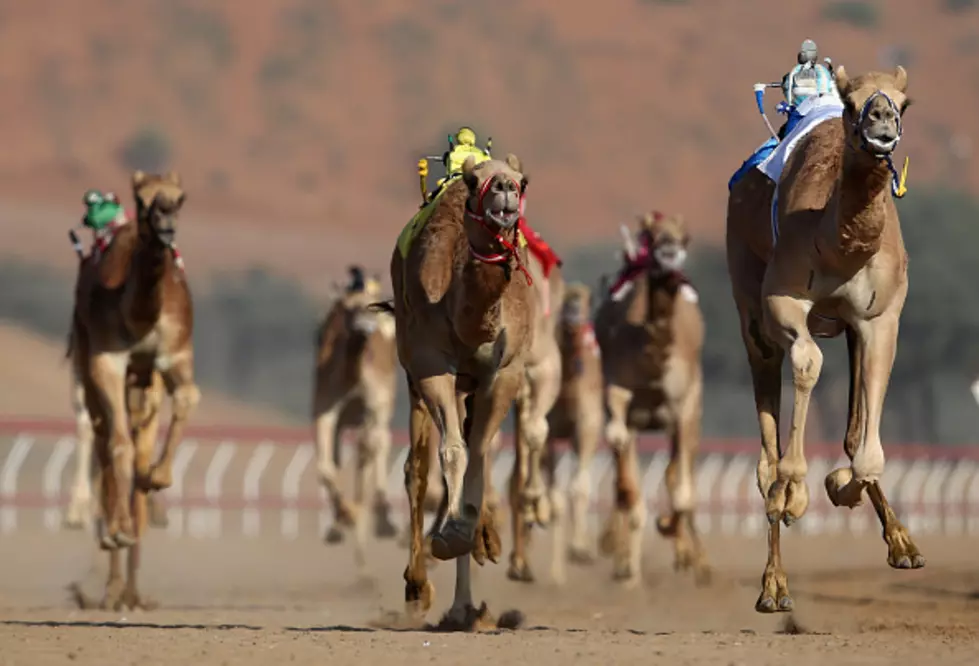 Camel and Ostrich Races at Ellis Park in Henderson Saturday!