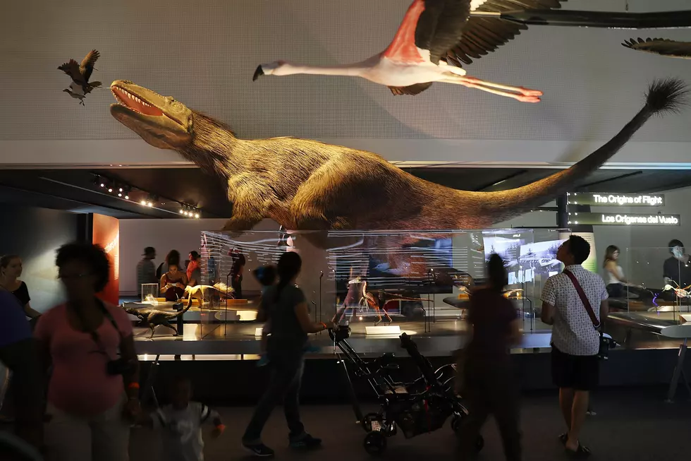 Evansville Museum Bringing Dinosaurs To Town