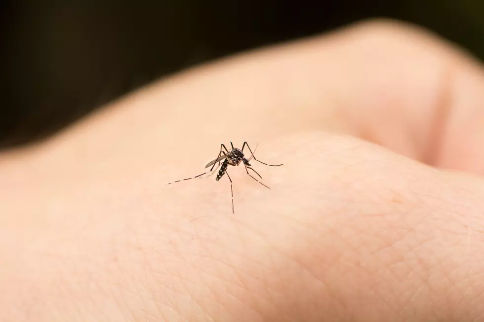 Goodbye Bloodsuckers: Here’s How to Make a Homemade Mosquito Repellent [Recipe]