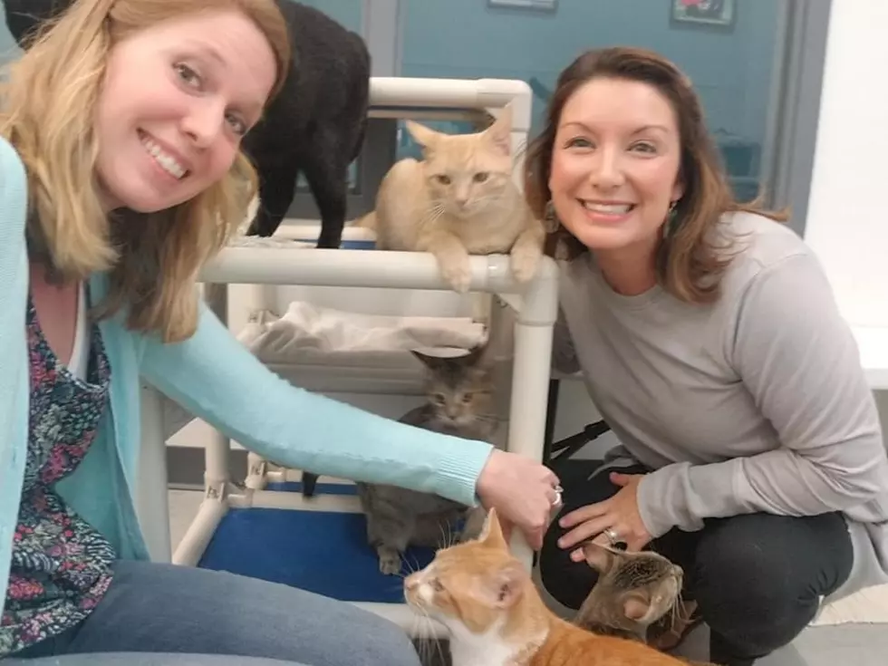 Daviess County Animal Shelter Kitty Cats Need Homes (VIDEO)