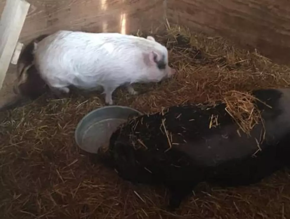 Meet Livermore the Pig's New Best Friend