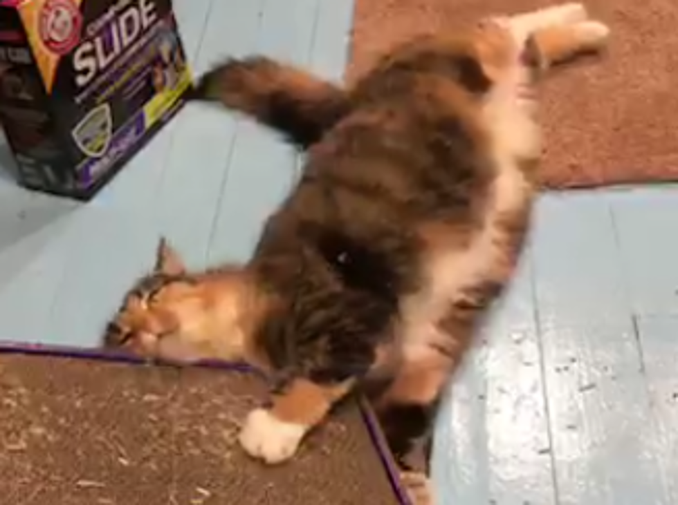 Owensboro Cat Enjoys Catnip A Bit Too Much (VIDEO)