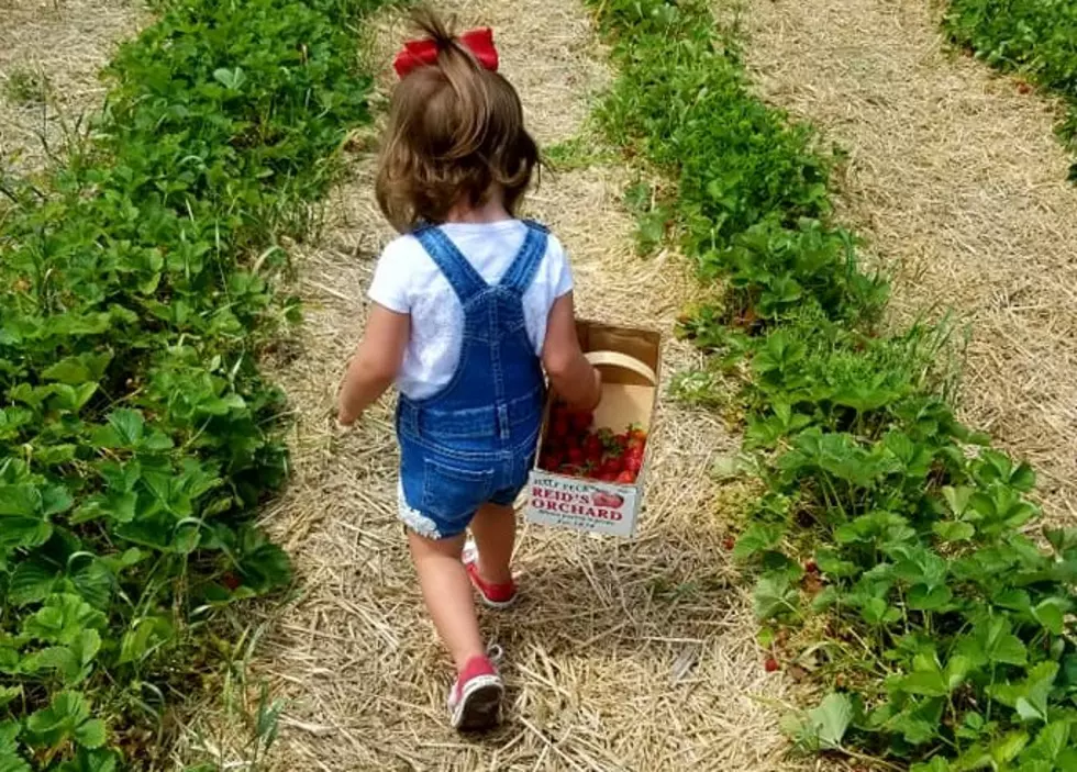 Reid’s Orchard U-Pick Strawberry Patch Opens Today [PHOTOS]