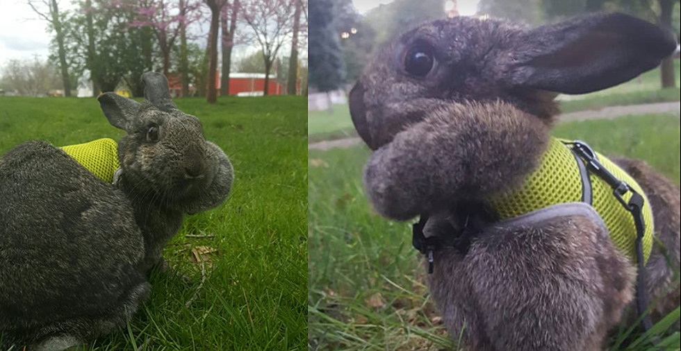  Lily Jane is a Pregnant, Therapy Rabbit and is Lost in Utica