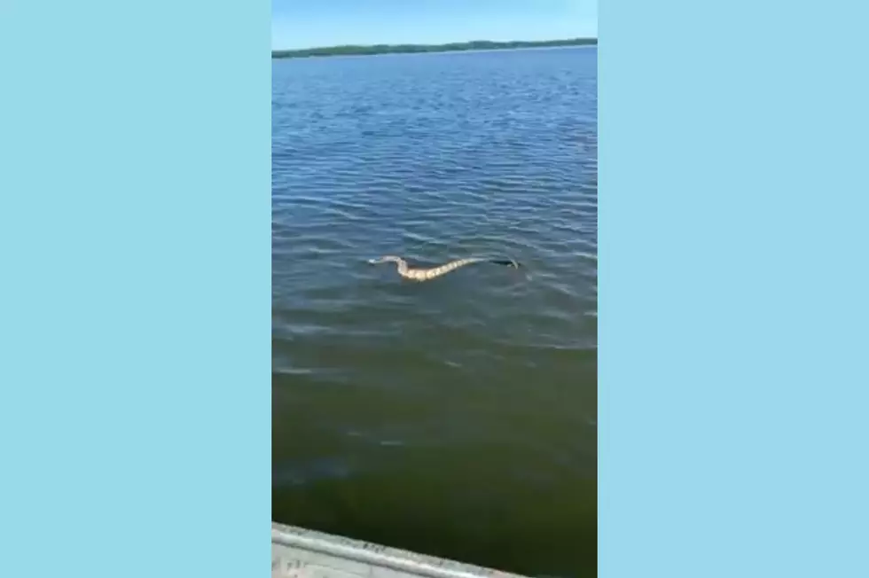 So, Kentucky Lake Has Great Big Snakes? [VIDEO]