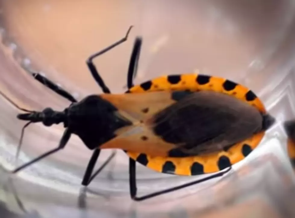 Deadly “Kissing Bug” Hits Kentucky (VIDEO)