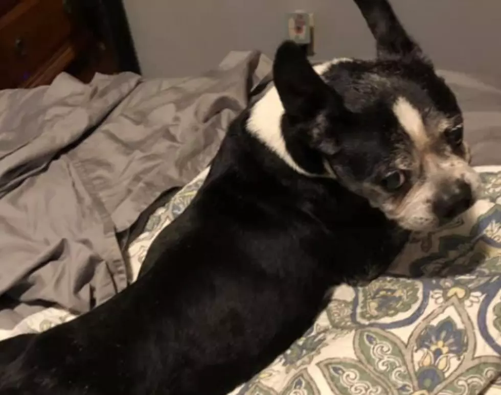 Senior Dog Missing in Rolling Heights Area 