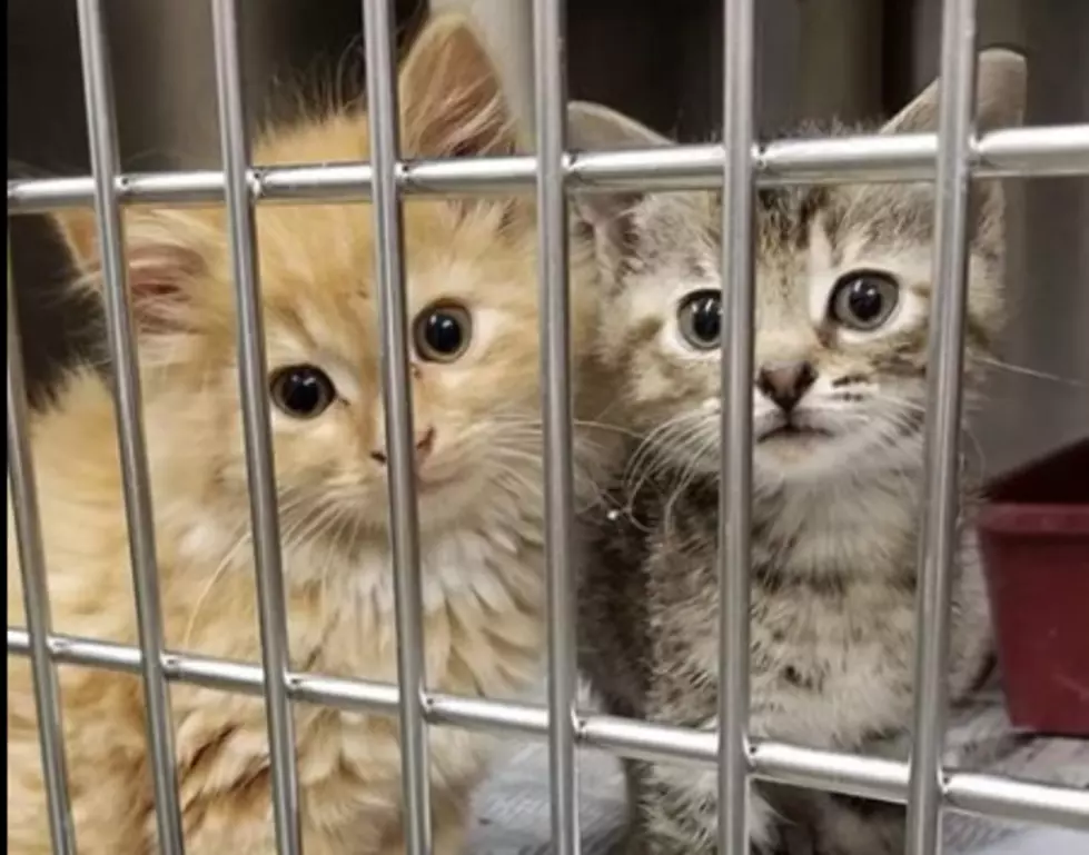 Kittens at the Daviess County Animal Shelter Urgently Need Help