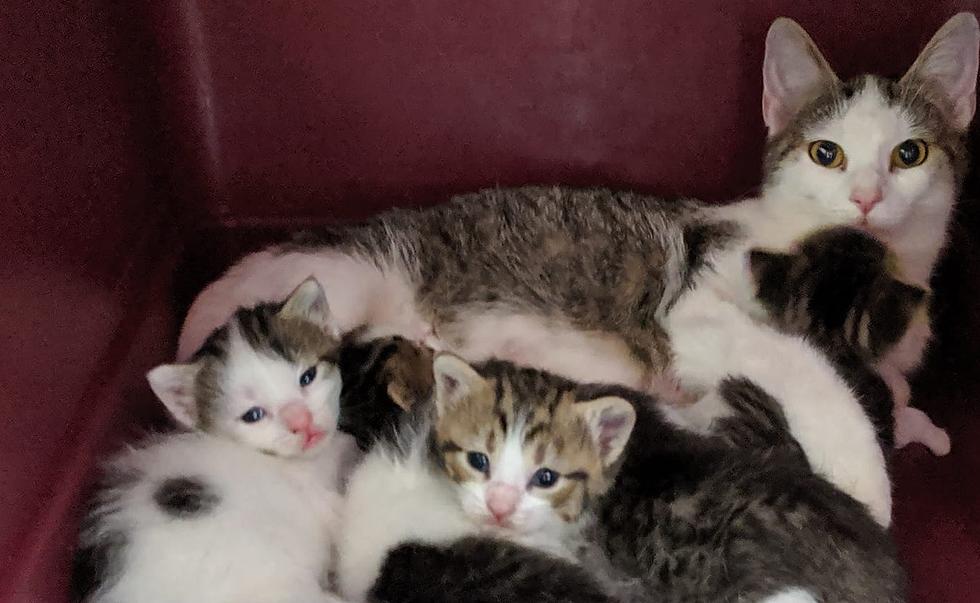 Mom and Baby Kittens Saved from Euthanasia Because of Fostering